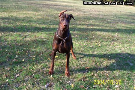 Dobermann