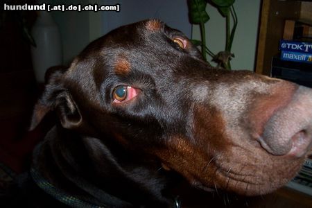 Dobermann