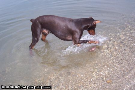 Dobermann