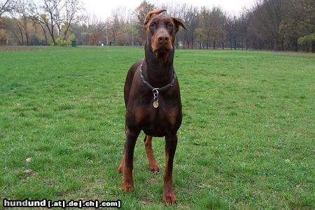 Dobermann