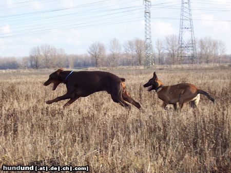 Dobermann Armi und Mira