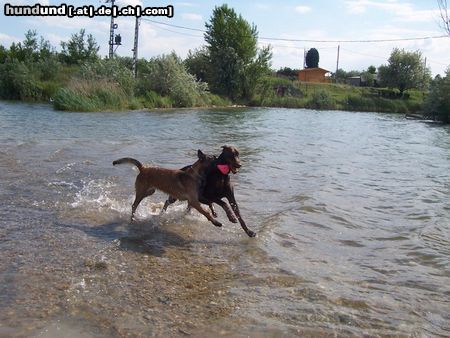 Dobermann Armi und Mira