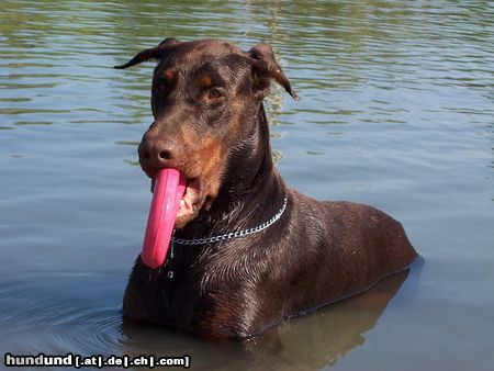 Dobermann Armi 