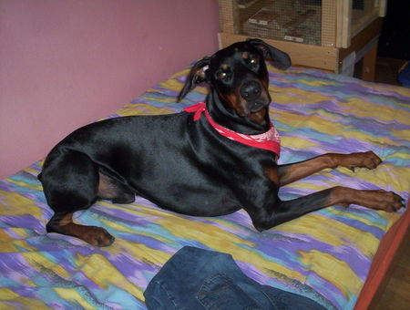 Dobermann Billy