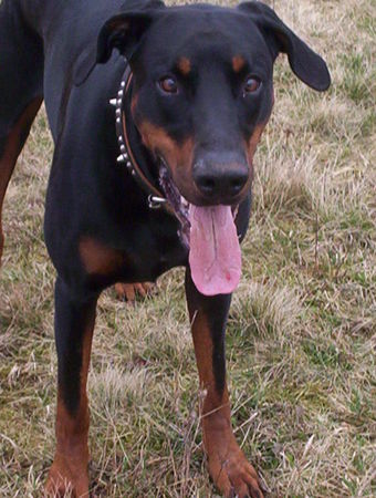 Dobermann Billy