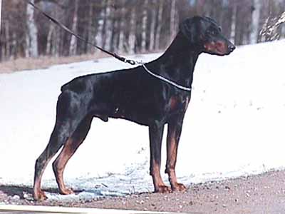 Dobermann