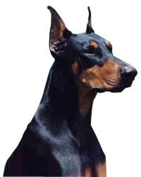 Dobermann