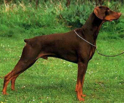 Dobermann