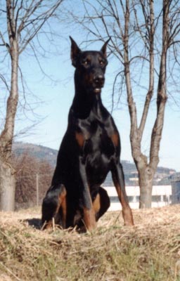 Dobermann