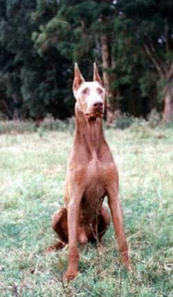 Dobermann