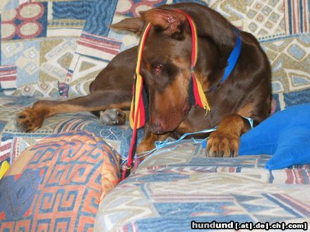 Dobermann oups, was ist denn das?