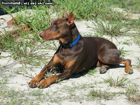 Dobermann unser Whiskey