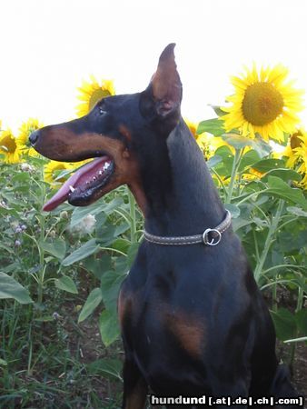 Dobermann