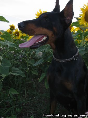 Dobermann