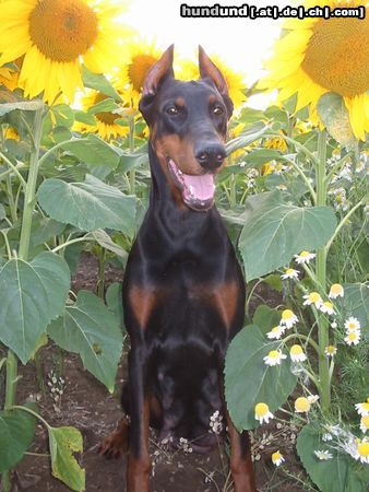 Dobermann