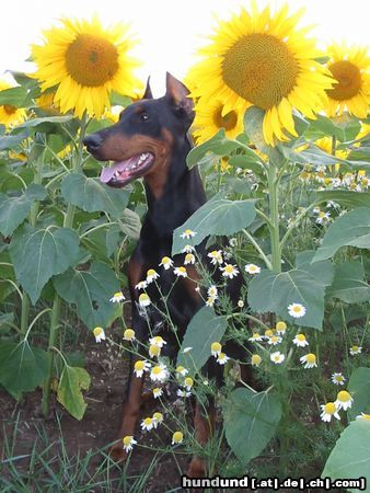 Dobermann