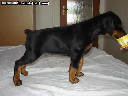 Dobermann 1.6.2003