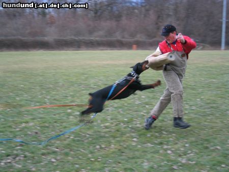 Dobermann Qui Vive - Schutz