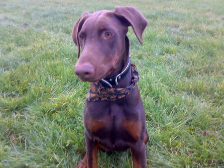 Dobermann lady  noch klein 