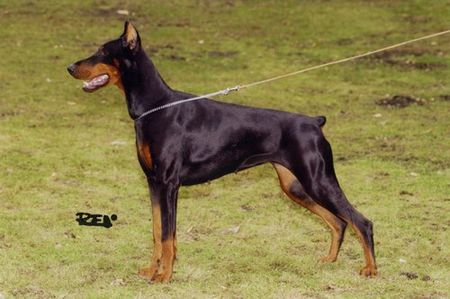 Dobermann 5x CAC, CACIB, BOB, R:CACIB, R:CAC, IPO1, SchH1, ZVV1, T1, BH