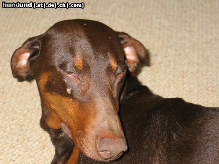 Dobermann Tairi,8