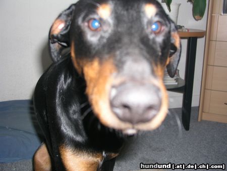 Dobermann Guckuck,ich bin's,der Nando!