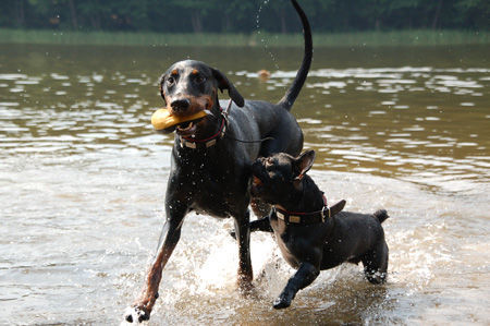 Dobermann Annie & Phoebe