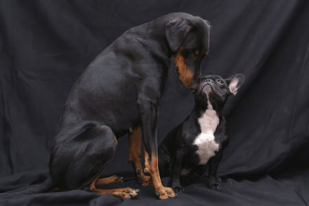 Dobermann Annie & Phoebe