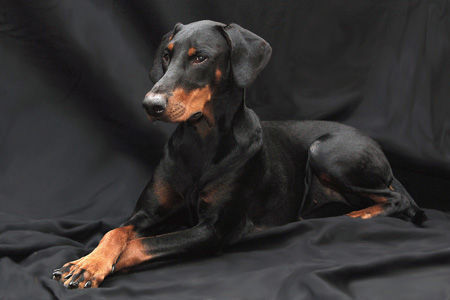 Dobermann Annie