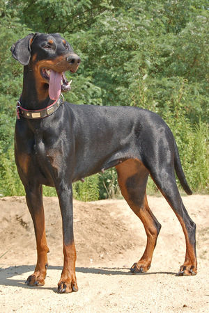 Dobermann Annie