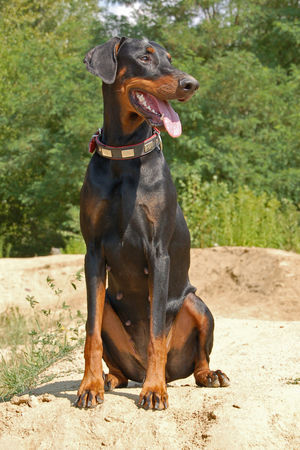 Dobermann Annie