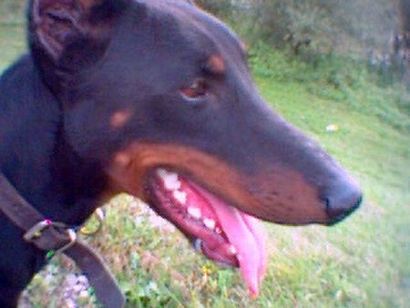 Dobermann zak (mein schatz)