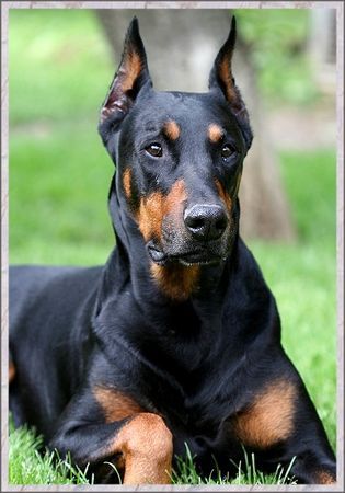 Dobermann Aaron