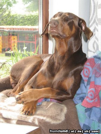 Dobermann Madame Tairi