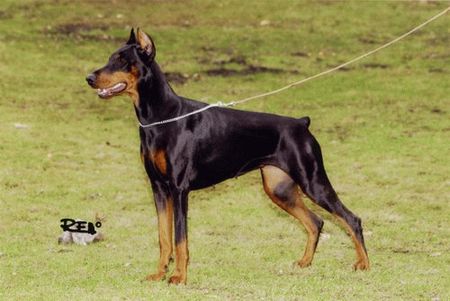 Dobermann Wanja Wandor v. Stevinhage x Judyt Dunafa