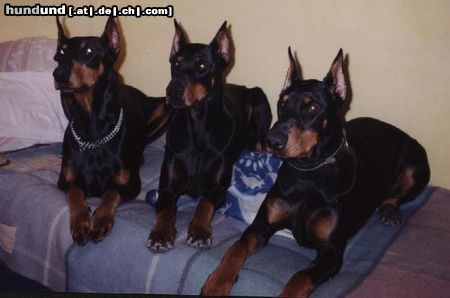 Dobermann Randy Arlen und Anaconda