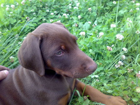 Dobermann LADY noch baby AUGUST 07