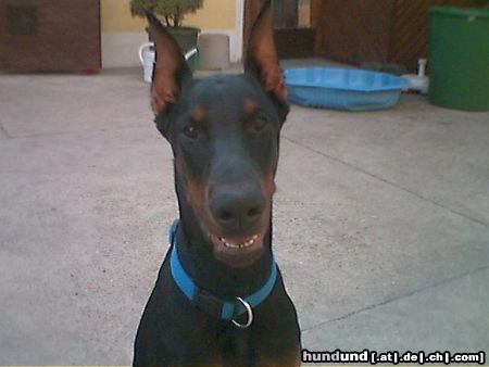 Dobermann Chester mit 5 Monaten (Helios von Toonstadt)