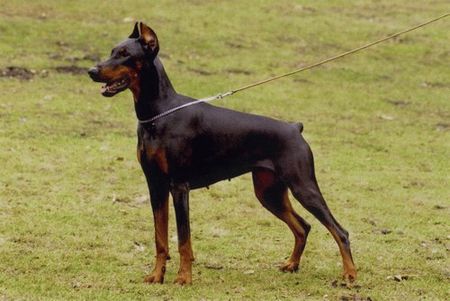 Dobermann Wanja Wandor v. Stevinhage x Judyt Dunafa