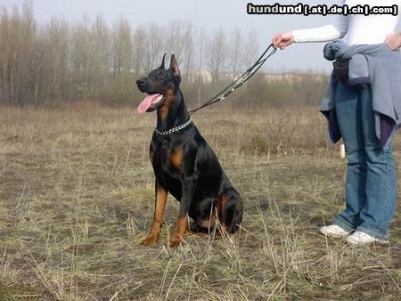 Dobermann Dimen Daker 10 monate