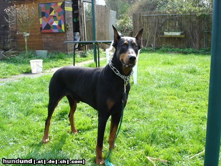 Dobermann Adonis