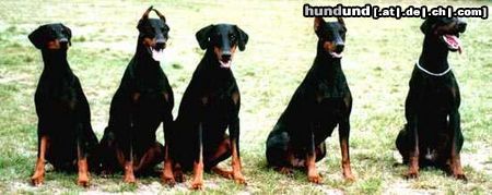 Dobermann Was ist den Hier los !!