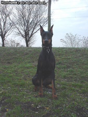 Dobermann Qui Vive