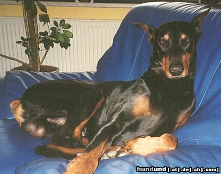 Dobermann Arys, unser Schmuckstück