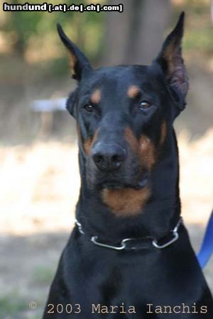 Dobermann Aaron von Vasoldsberg