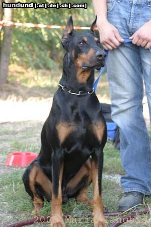 Dobermann Aaron von Vasoldsberg