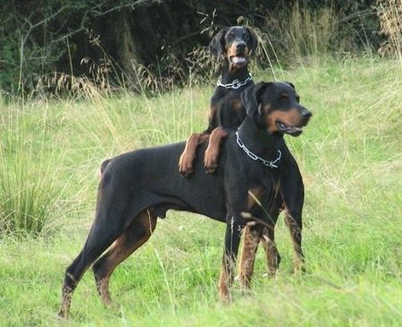 Dobermann Aik v. Füllbach mit Frechdachs Jogi v. Nemesis