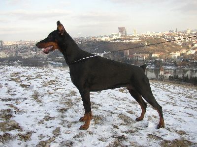 Dobermann