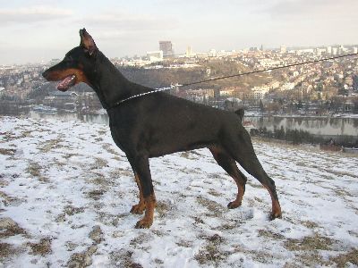 Dobermann 20 měsíců