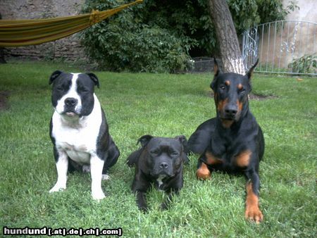 Dobermann Mein Dobi und meine beiden Staff.Bull.